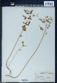 Euphorbia spathulata image