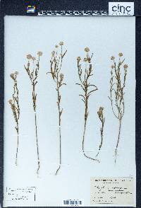 Polygala sanguinea image