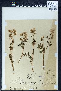 Polemonium reptans image