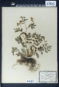 Polemonium reptans image