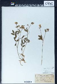 Polemonium reptans image