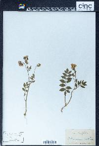 Polemonium reptans image