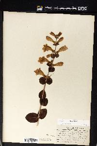Image Associated With the Occurence
