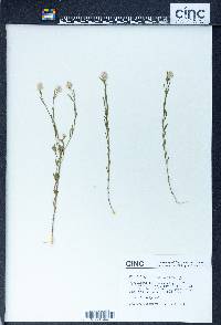 Polygala sanguinea image