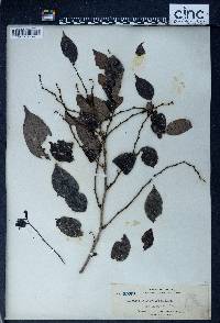 Phyllanthus subscandens var. subscandens image