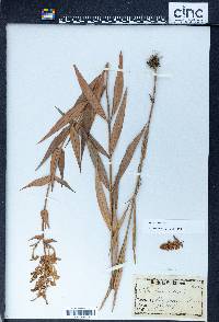 Phlox maculata image