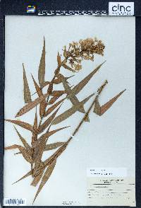 Phlox maculata image