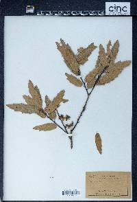 Quercus devia image