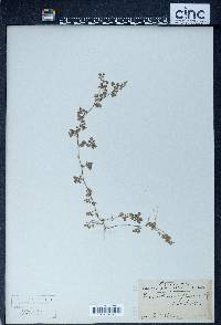 Desmodium triflorum image