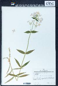 Phlox carolina var. triflora image