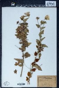 Hibiscus ribifolius image