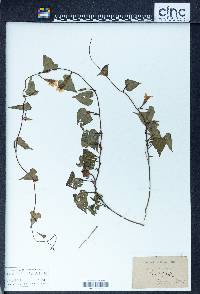 Ipomoea lacunosa image