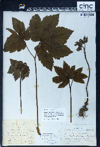 Hydrastis canadensis image