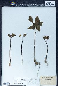 Hydrastis canadensis image