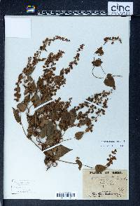 Image Associated With the Occurence