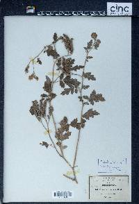 Phacelia congesta image