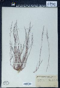 Muhlenbergia microsperma image