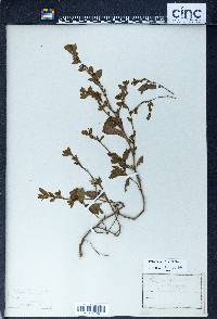 Polygonum erectum image