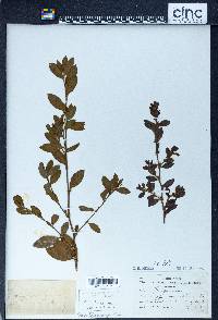 Polygonum erectum image