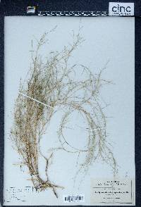 Muhlenbergia richardsonis image