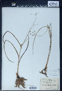 Tradescantia linearis image