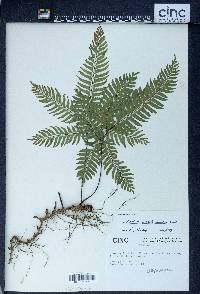 Adiantum serratodentatum image