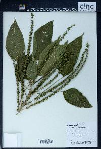 Acalypha macrostachya image