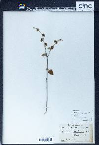 Croton betulinus image