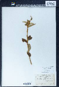Croton flavescens image