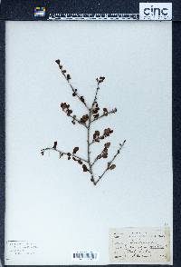 Erythroxylum ovatum image