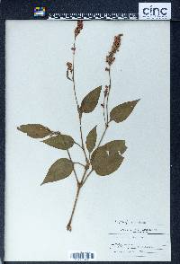 Persicaria orientalis image