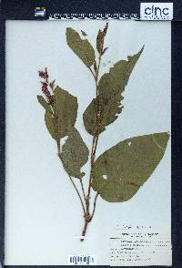 Persicaria orientalis image