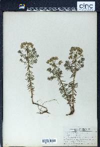 Euphorbia cyparissias image