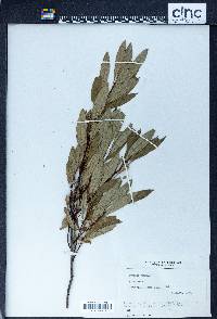 Prunus pumila image