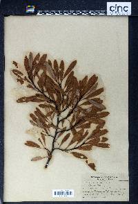 Prunus pumila image