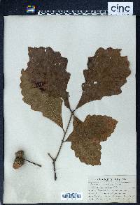 Quercus bicolor image