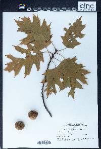 Quercus borealis image