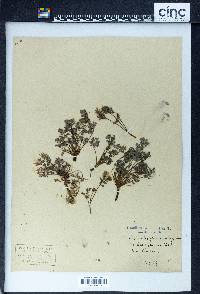 Corydalis flavula image