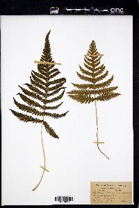 Phegopteris polypodioides image