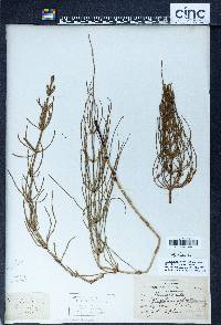 Equisetum palustre image