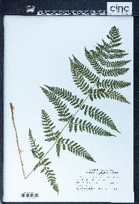 Dryopteris campyloptera image