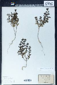 Trichostema coeruleum image