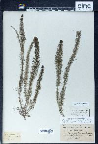 Myriophyllum heterophyllum image