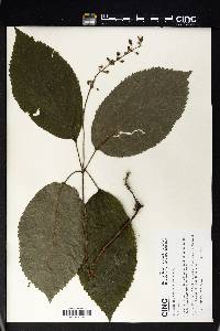 Collinsonia verticillata image