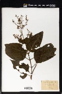 Collinsonia canadensis image