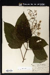 Collinsonia canadensis image