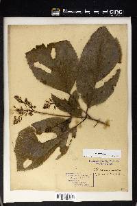 Collinsonia canadensis image