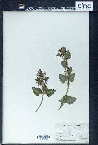 Lamium maculatum image