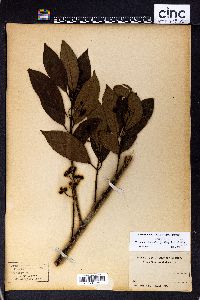Image of Hedycarya denticulata