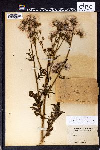 Erechtites valerianifolia image